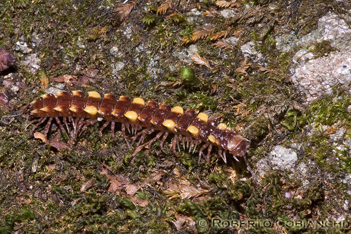 Litobiomorfo e Diplopode Polydesmidae